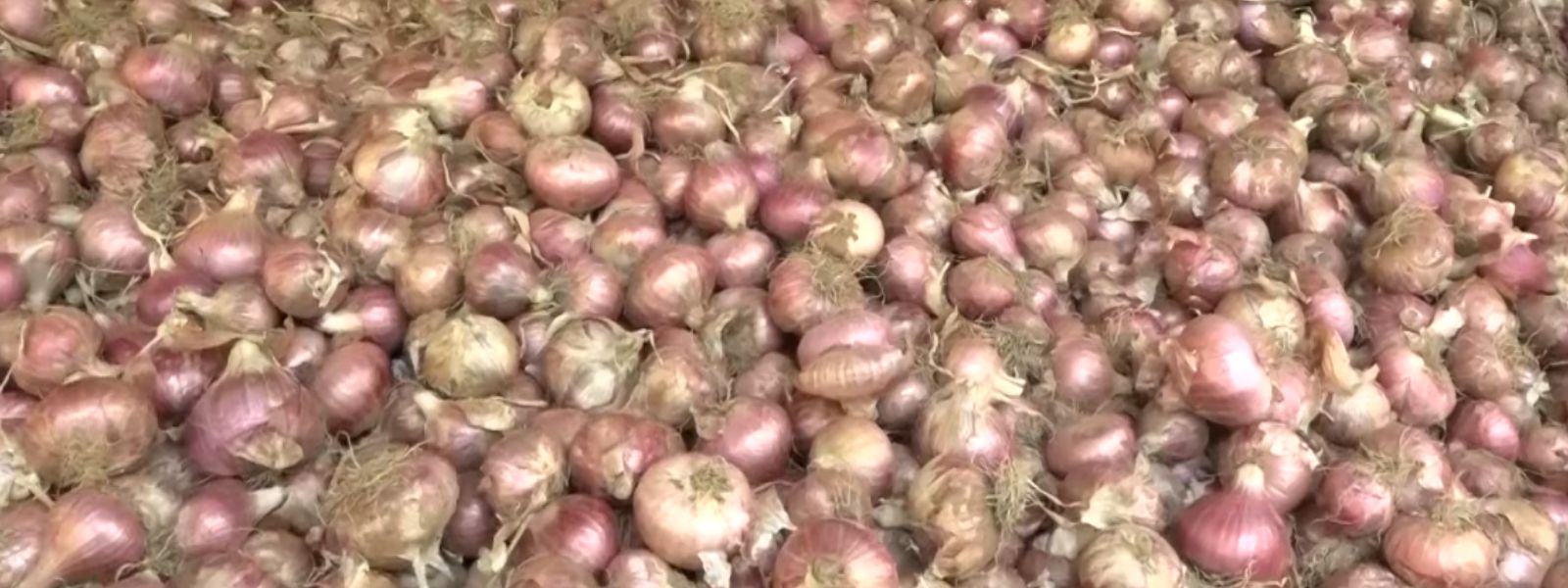 Sri Lanka to Buy Big Onions at Rs. 130 per Kilo